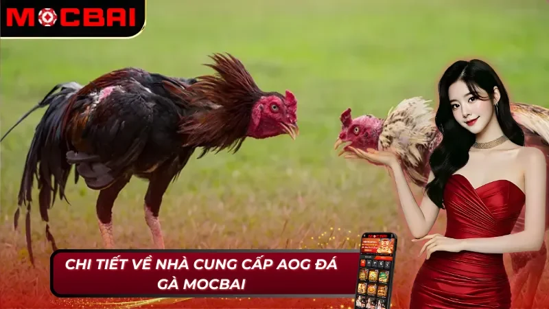 AOG Đá gà Mocbai - Đơn Vị Cung Cấp Đá Gà Kịch Tính Và Hấp Dẫn 2 Nhà cung cấp đá gà AOG Đá gà Mocbai