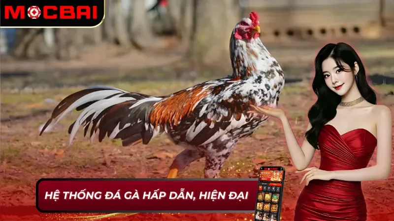AOG Đá gà Mocbai - Đơn Vị Cung Cấp Đá Gà Kịch Tính Và Hấp Dẫn 3 AOG Đá gà Mocbai cung cấp sản phẩm đá gà đỉnh cao