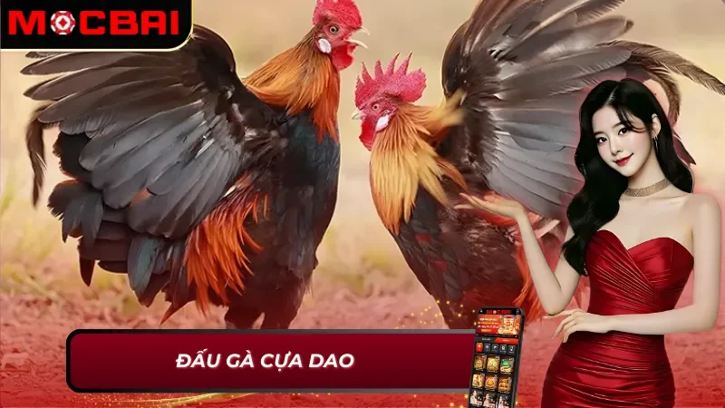 AOG Đá gà Mocbai - Đơn Vị Cung Cấp Đá Gà Kịch Tính Và Hấp Dẫn 4 Đấu gà cựa dao - AOG Đá Gà Mocbai