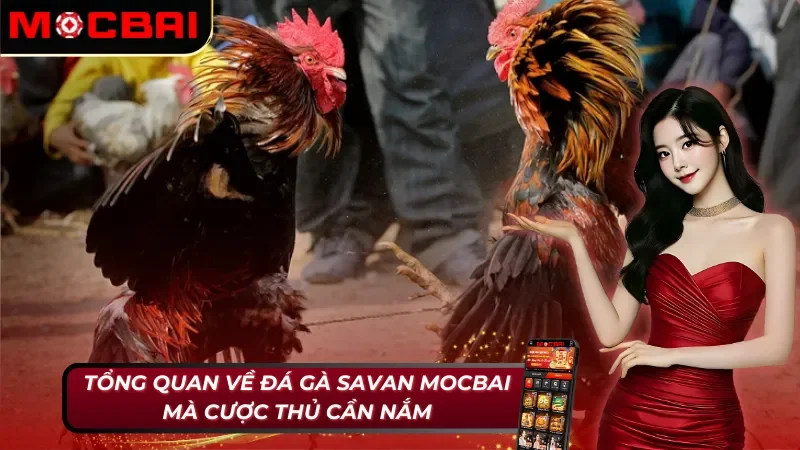 Đá Gà Savan - Khám Phá Loại Hình Đá Gà Nổi Nhất 2025 2 Những nét cơ bản về đá gà Savan tại Mocbai