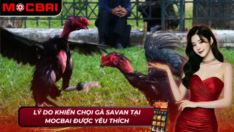 Đá Gà Savan - Khám Phá Loại Hình Đá Gà Nổi Nhất 2025 3 Điểm nổi bật giúp đá gà Savan thu hút hàng triệu lượt tham gia