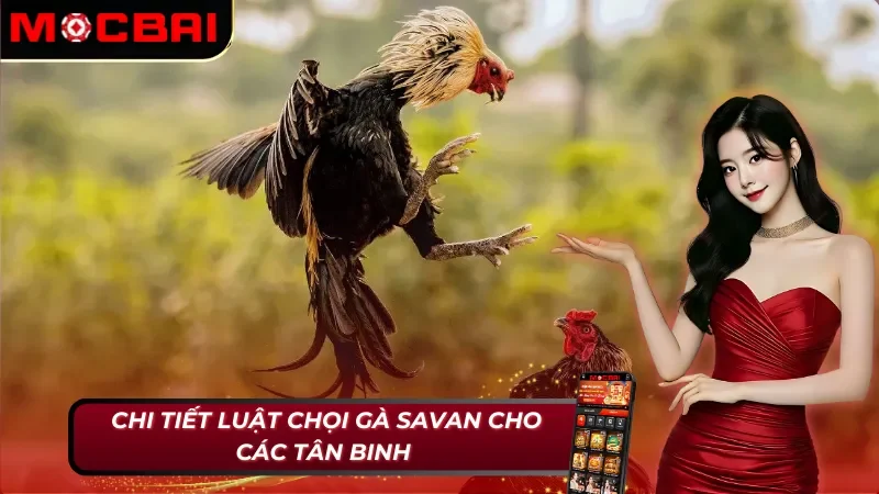 Đá Gà Savan - Khám Phá Loại Hình Đá Gà Nổi Nhất 2025 4 Quy định đá gà Savan tại Mocbai