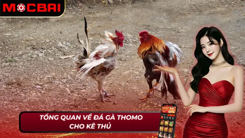 Đá Gà Thomo Mocbai - Thăng Hoa Cảm Xúc Cho Kê Thủ Năm 2025 2 Sơ lược về đá gà Thomo tại Mocbai