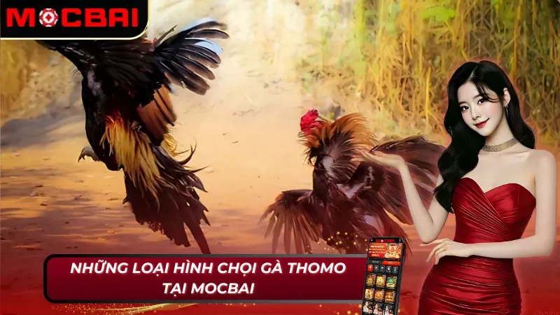 Đá Gà Thomo Mocbai - Thăng Hoa Cảm Xúc Cho Kê Thủ Năm 2025 4 Danh sách các loại hình đá gà Thomo cho tân binh tham khảo